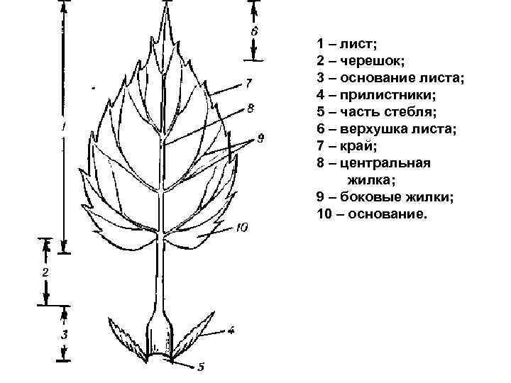 Части листа растения схема