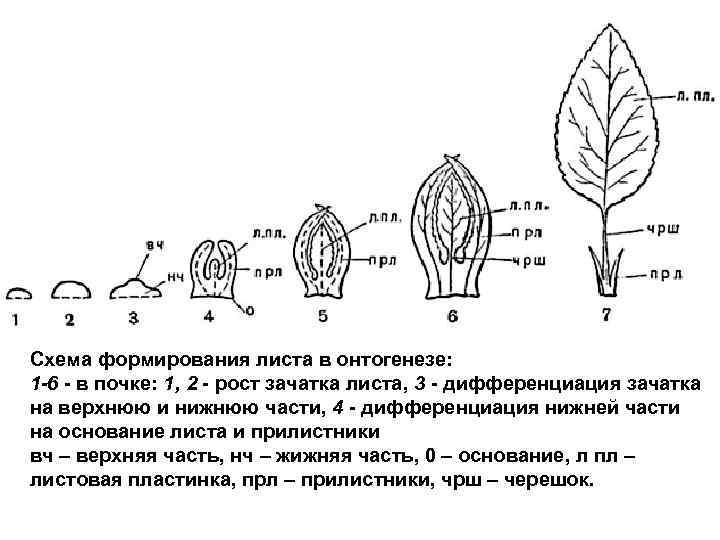 Схема формирования листа в онтогенезе: 1 -6 в почке: 1, 2 рост зачатка листа,
