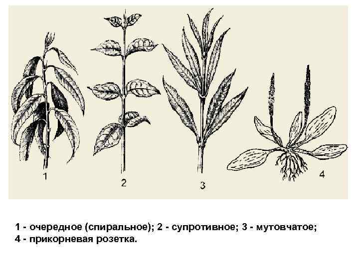 Листорасположение побега изображенного на рисунке