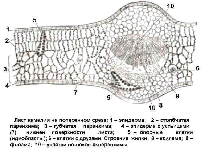 Лист камелии на поперечном срезе: 1 – эпидерма; 2 – столбчатая паренхима; 3 –