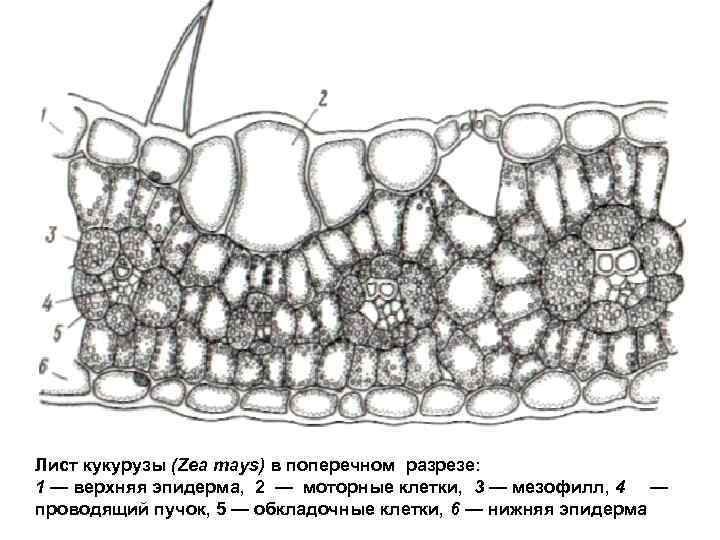 Лист кукурузы (Zea mays) в поперечном разрезе: 1 — верхняя эпидерма, 2 — моторные
