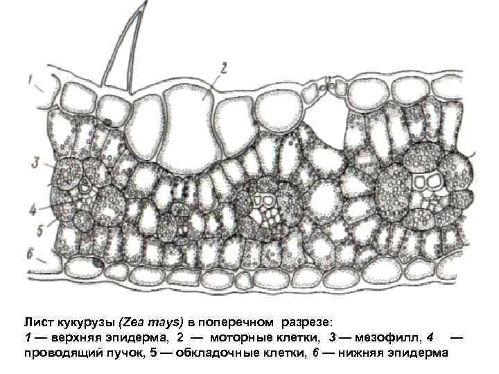 Разрез листа. Эпидерма листа кукурузы (Zea Mays):. Поперечный срез листа Zea Mays. Поперечный срез мезофилла кукурузы. Эпидерма стебля кукурузы.