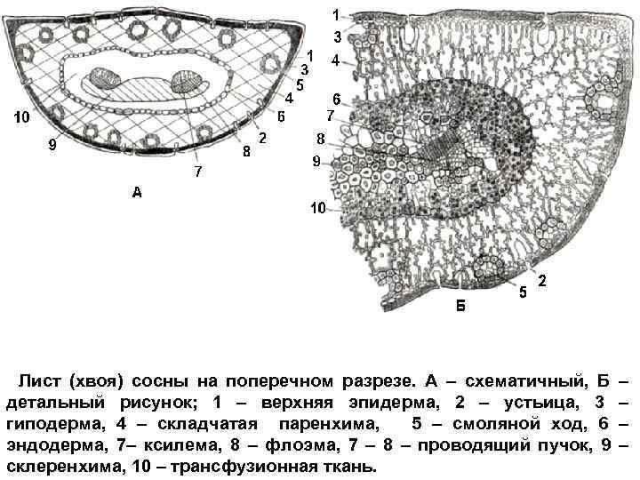 Клетки хвои. Поперечный срез хвои сосны обыкновенной. Поперечный срез хвоинки сосны. Строение листа сосны обыкновенной. Строение хвоинки сосны в срезе.