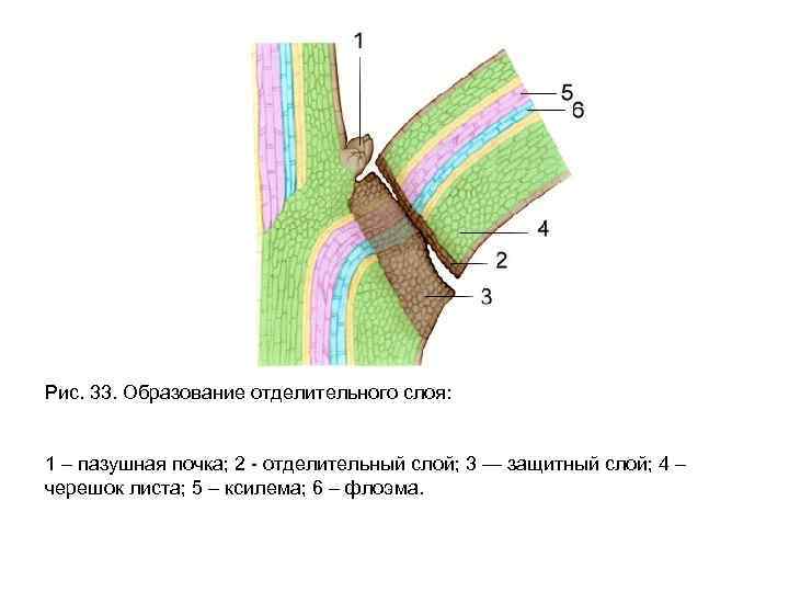 Рис. 33. Образование отделительного слоя: 1 – пазушная почка; 2 отделительный слой; 3 —