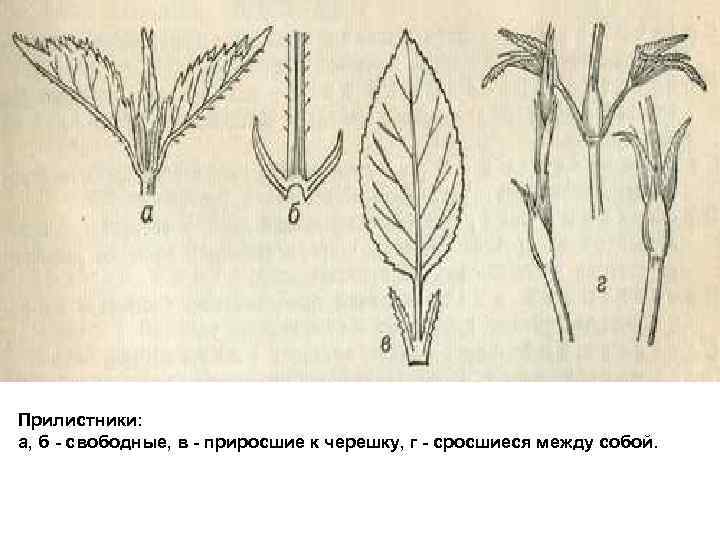 Покажите стрелками и подпишите на рисунке черешок прилистники листовую пластинку впр по биологии