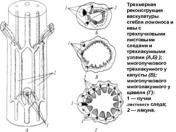 Трехмерная реконструкция васкулатуры стебля ломоноса и ивы с трехпучковыми листовыми следами и трехлакунными узлами