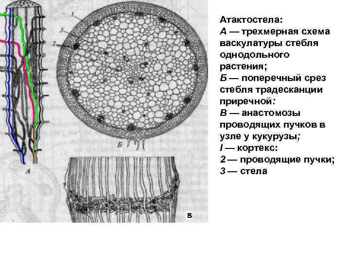 Поперечное сечение листа основная ткань на рисунке обозначена буквой