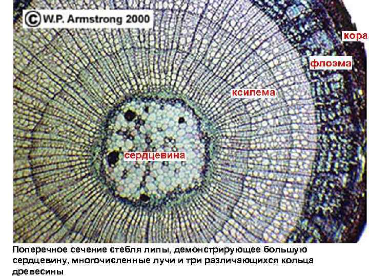 Сечение стебля. Поперечное сечение стебля. Поперечной сеяечение стеьря. Поперечное сечение стебля древесины. Поперечное сечение стебля сердцевина.