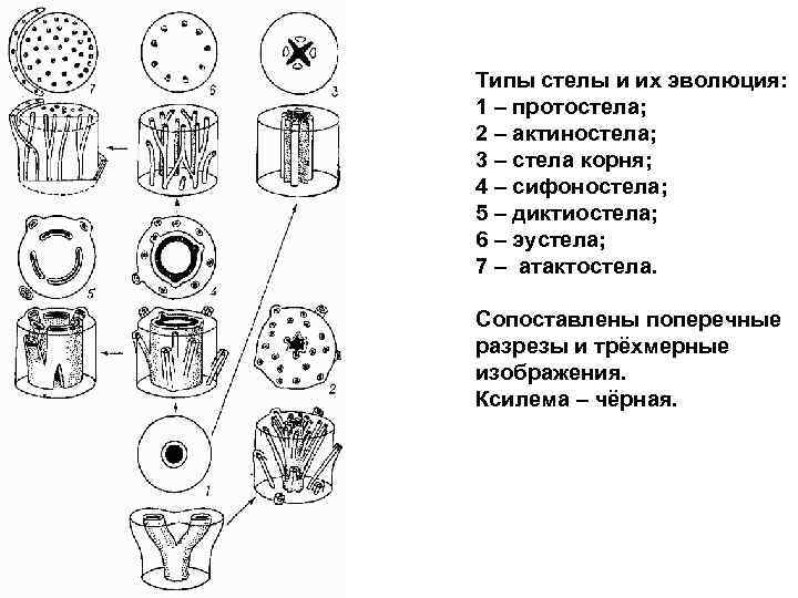 Покажите стрелками и подпишите на рисунке стебель пазушную почку глазок основание