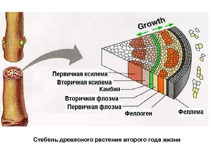 Стебель камбий древесина