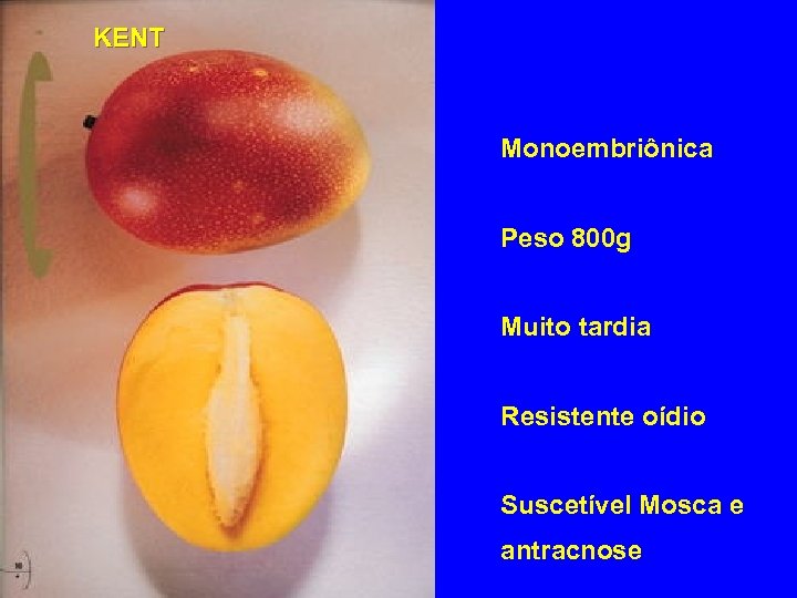 KENT Monoembriônica Peso 800 g Muito tardia Resistente oídio Suscetível Mosca e antracnose 