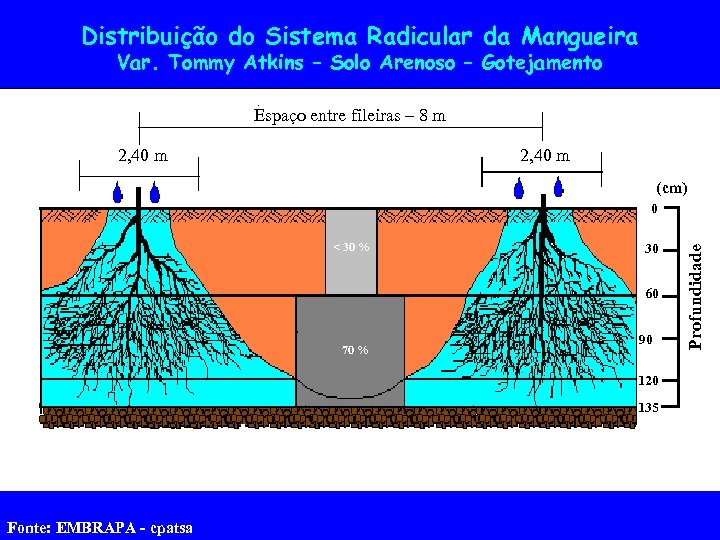 Distribuição do Sistema Radicular da Mangueira Var. Tommy Atkins – Solo Arenoso – Gotejamento