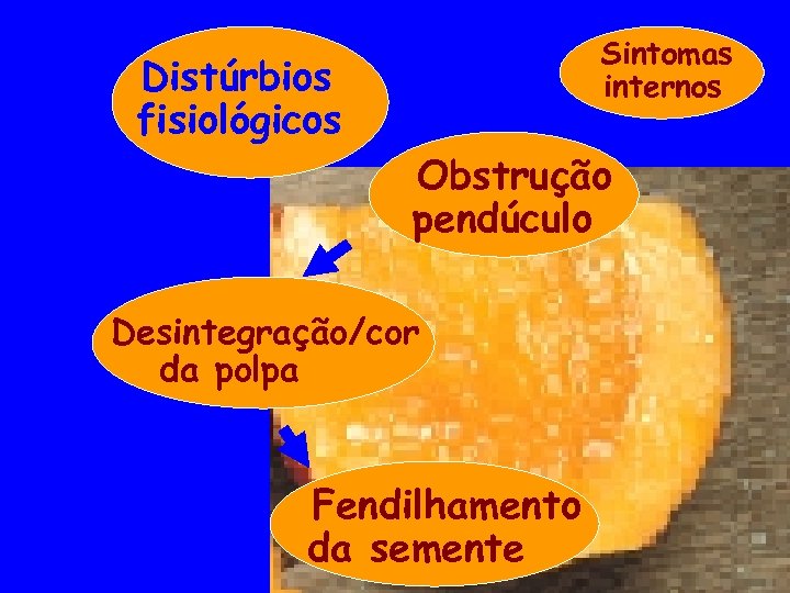 Sintomas internos Distúrbios fisiológicos Obstrução pendúculo Desintegração/cor da polpa Fendilhamento da semente 