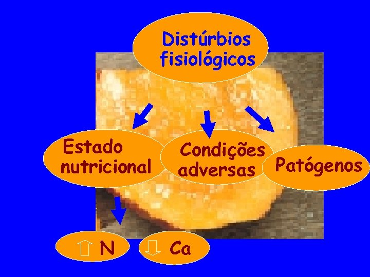 Distúrbios fisiológicos Estado nutricional N Condições adversas Patógenos Ca 