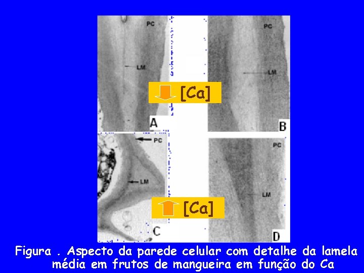 [Ca] Figura. Aspecto da parede celular com detalhe da lamela média em frutos de