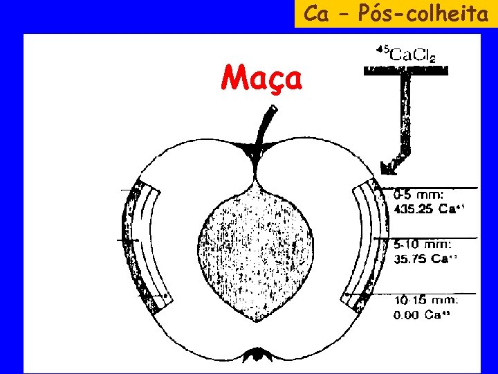 Ca – Pós-colheita Maça 