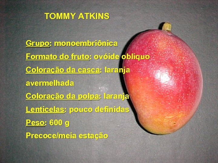 TOMMY ATKINS Grupo: monoembriônica Formato do fruto: ovóide oblíquo Coloração da casca: laranja avermelhada