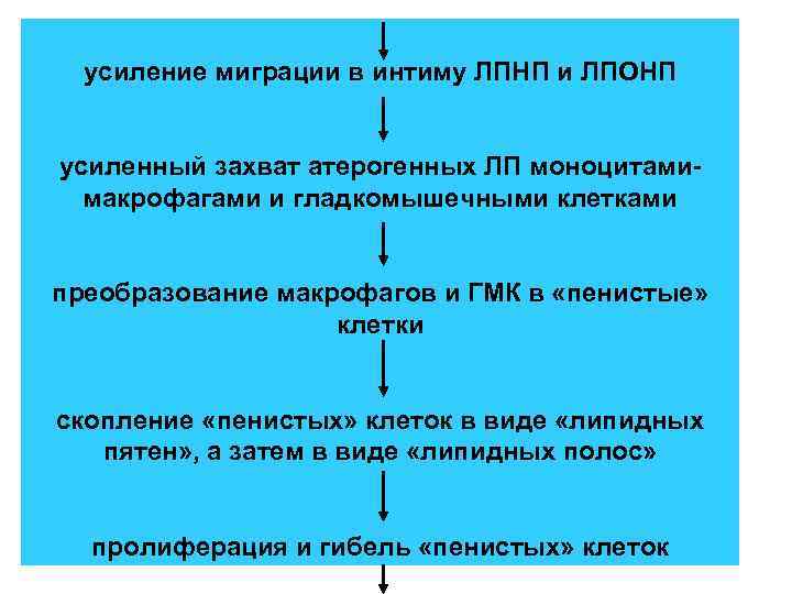 усиление миграции в интиму ЛПНП и ЛПОНП усиленный захват атерогенных ЛП моноцитамимакрофагами и гладкомышечными