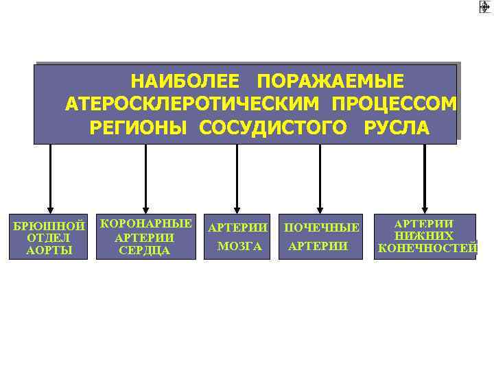 НАИБОЛЕЕ ПОРАЖАЕМЫЕ АТЕРОСКЛЕРОТИЧЕСКИМ ПРОЦЕССОМ РЕГИОНЫ СОСУДИСТОГО РУСЛА БРЮШНОЙ ОТДЕЛ АОРТЫ КОРОНАРНЫЕ АРТЕРИИ СЕРДЦА АРТЕРИИ