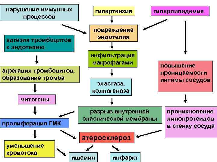 Нарушения иммунных процессов. Механизм развития атеросклероза. Патогенез атеросклероза.