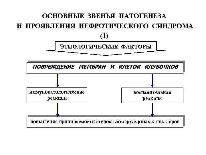 ОСНОВНЫЕ ЗВЕНЬЯ ПАТОГЕНЕЗА И ПРОЯВЛЕНИЯ НЕФРОТИЧЕСКОГО СИНДРОМА (1) ЭТИОЛОГИЧЕСКИЕ ФАКТОРЫ ПОВРЕЖДЕНИЕ МЕМБРАН И КЛЕТОК