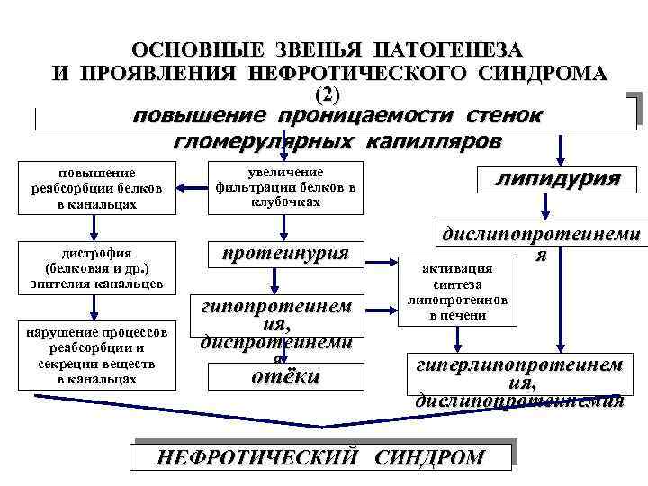 Этиология нефротического синдрома. Нефритический синдром механизм развития. Патогенез нефротическом синдроме. Патогенез нефритического синдрома схема. Патогенез нефротического и нефритического синдромов.