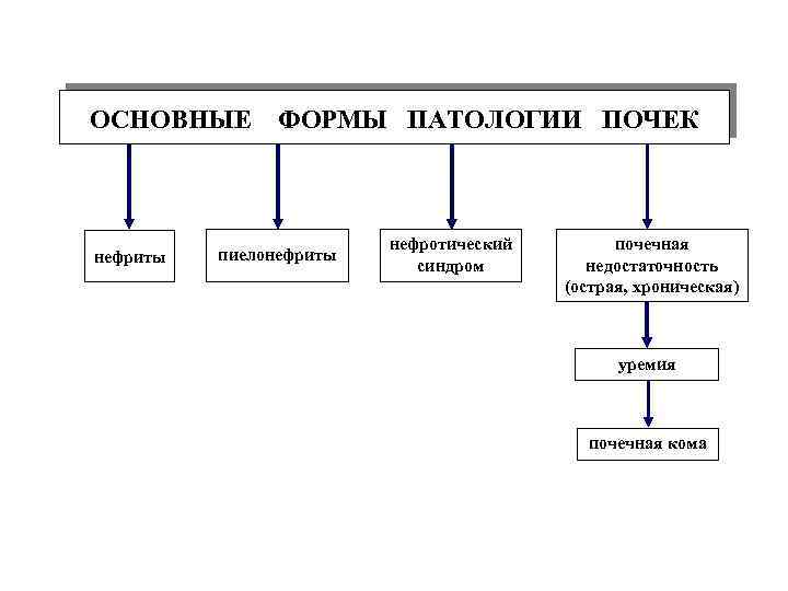 Формы патологии. Основные формы патологии почек.