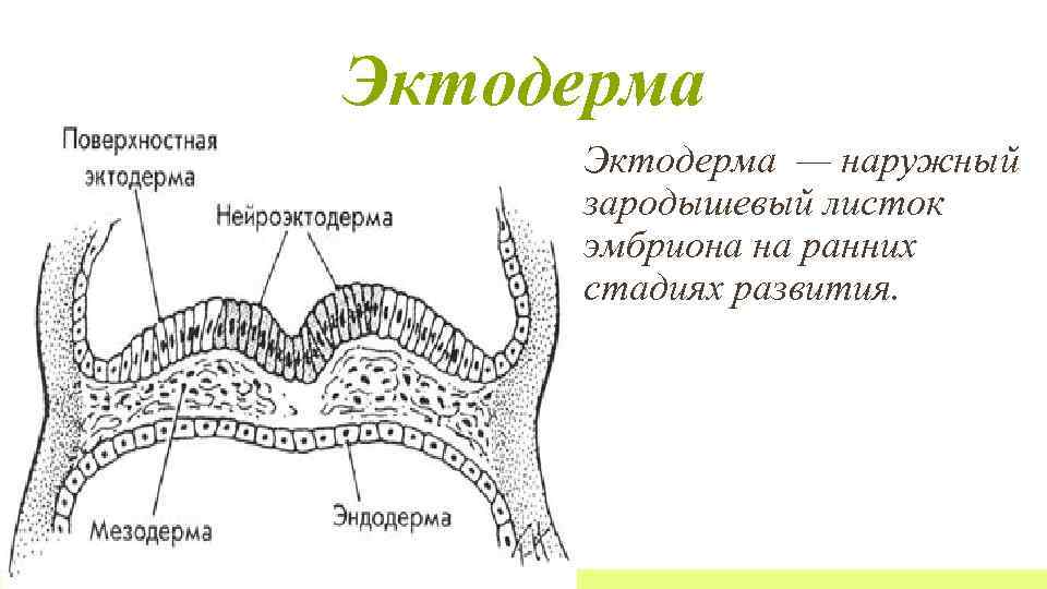 Энтодерма позвоночных животных. Эктодерма производные зародышевых листков. Зародышевый листок эктодерма зародышевый листок эктодерма. Эктодерма зародышевый листок. Наружный зародышевый листок эмбриона.