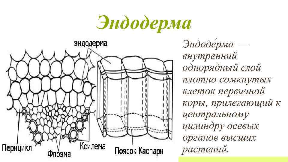 Клетки плотно сомкнуты