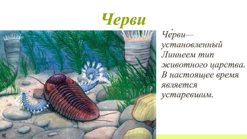 Черви Че рви— установленный Линнеем тип животного царства. В настоящее время является устаревшим. 
