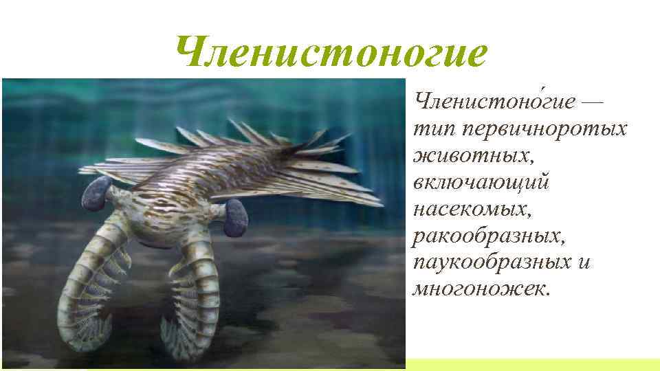 Членистоногие Членистоно гие — тип первичноротых животных, включающий насекомых, ракообразных, паукообразных и многоножек. 