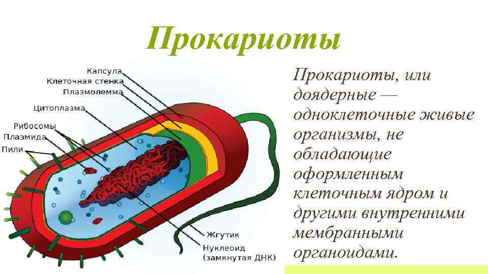 2 прокариоты доядерные организмы. Бактерии доядерные организмы. Ядерные и безъядерные организмы 5 класс биология. Прокариотическая клетка bacteria. Схема одноклеточные организмы прокариоты.