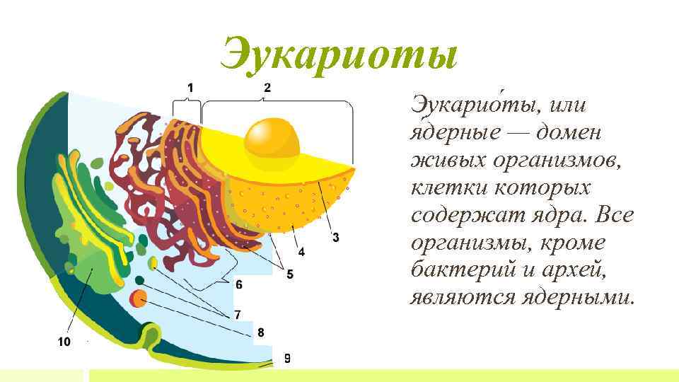 Организмы клетки которых не содержат ядро