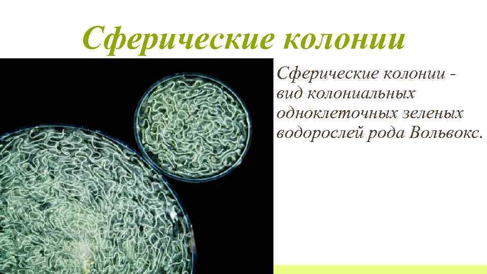Колонии шарообразных водорослей. Нитчатые водоросли архейской эры. Прокариоты архейской эры. Простейшее, создающее шарообразные колонии, называется.