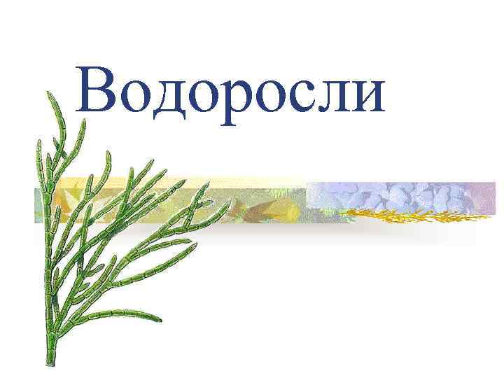Водоросли 