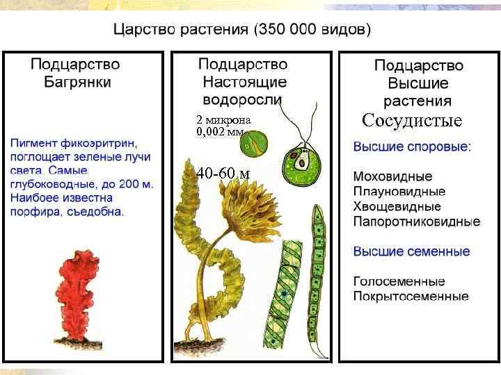 2 микрона 0, 002 мм 40 -60 м Сосудистые 