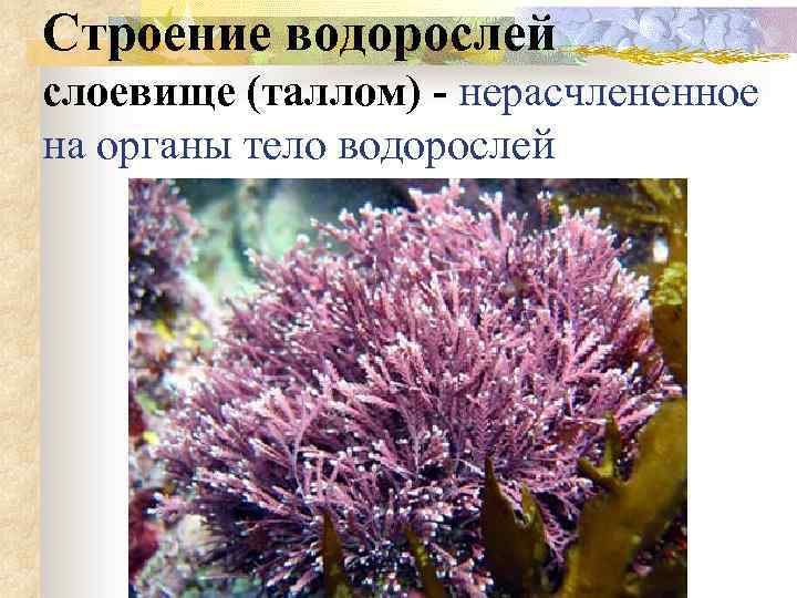 Водоросли россии названия и фото