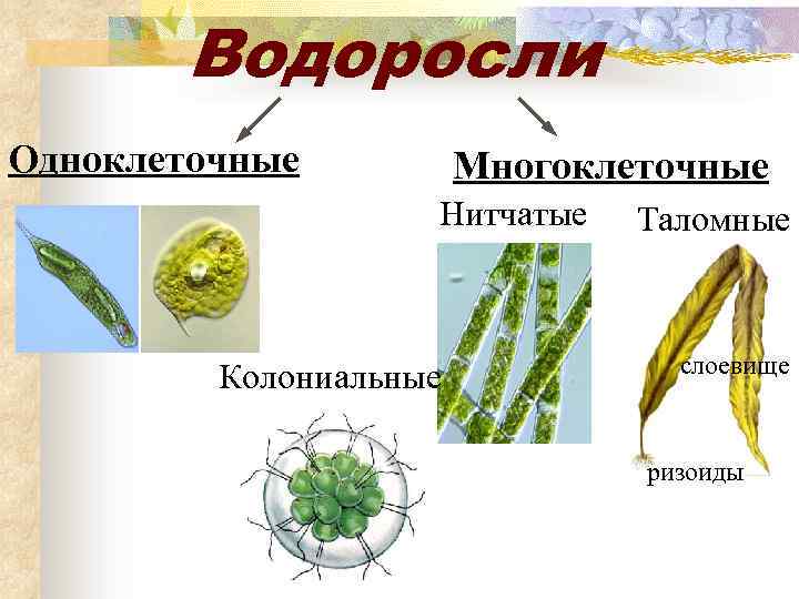 Многоклеточные растения примеры