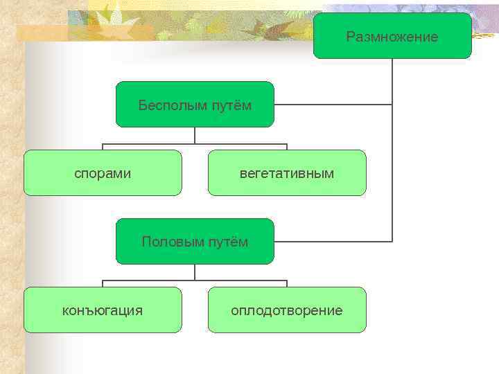 Размножение Бесполым путём спорами вегетативным Половым путём конъюгация оплодотворение 