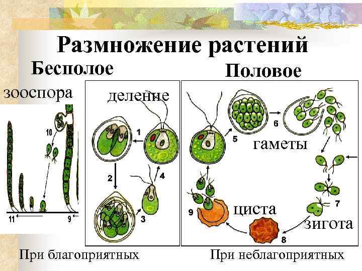 Бесполое размножение – зооспорами.. Зооспоры у водорослей. Хламидомонада размножение зооспорами. Бесполое размножение водорослей.