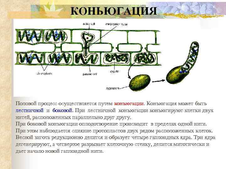 КОНЬЮГАЦИЯ Половой процесс осуществляется путем конъюгации. Конъюгация может быть лестничной и боковой. При лестничной