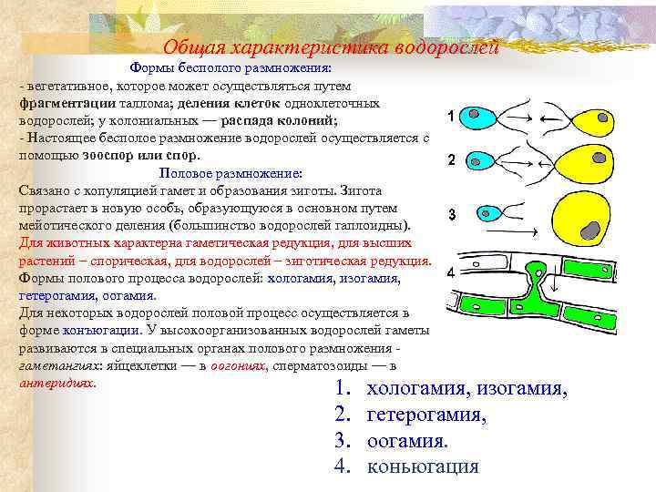 Общая характеристика водорослей Формы бесполого размножения: - вегетативное, которое может осуществляться путем фрагментации таллома;