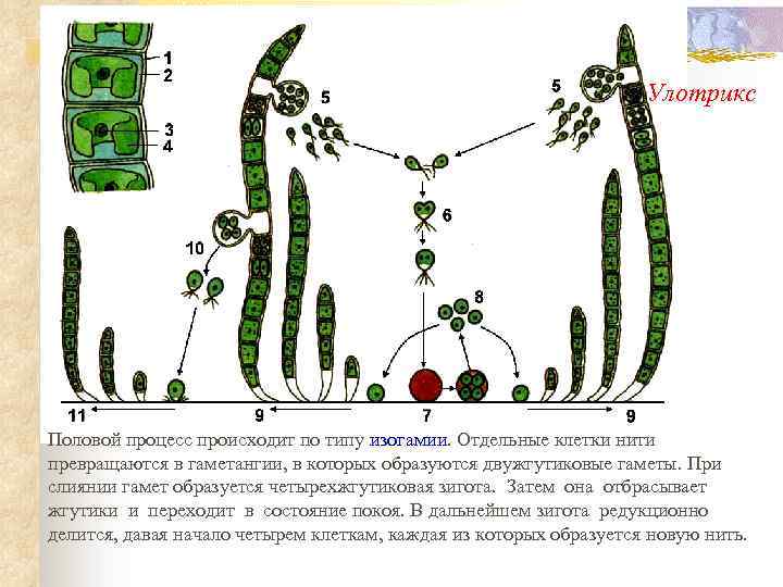 Улотрикс Половой процесс происходит по типу изогамии. Отдельные клетки нити превращаются в гаметангии, в