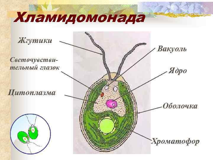 Выберите правильное изображение клетки хламидомонады на рисунках