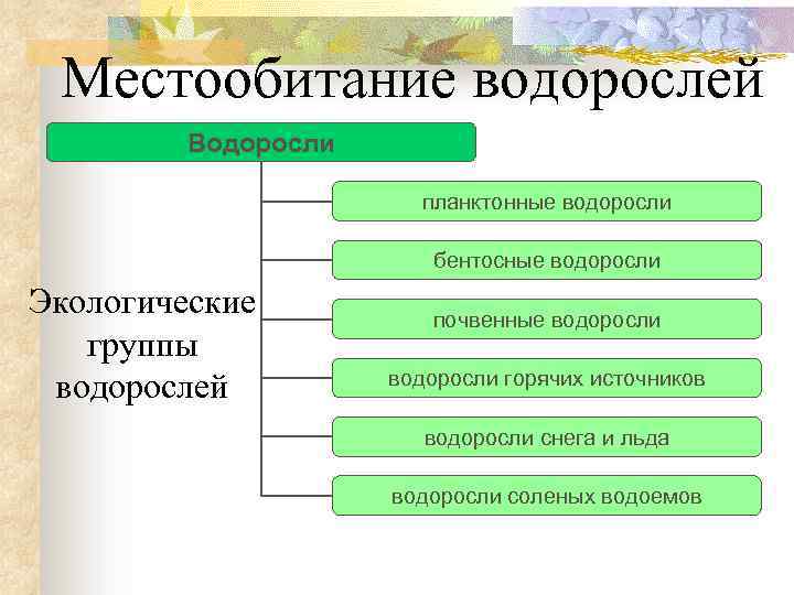 Перечислить группы водорослей