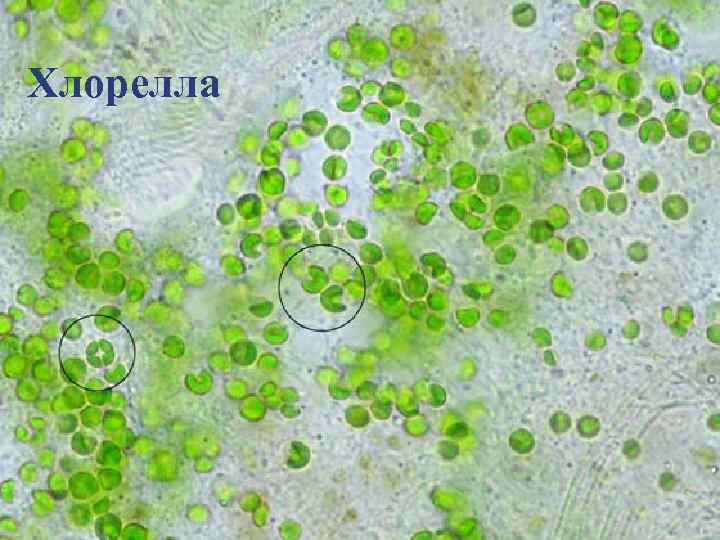 Хлорелла 