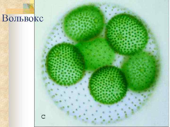 Вольвокс 