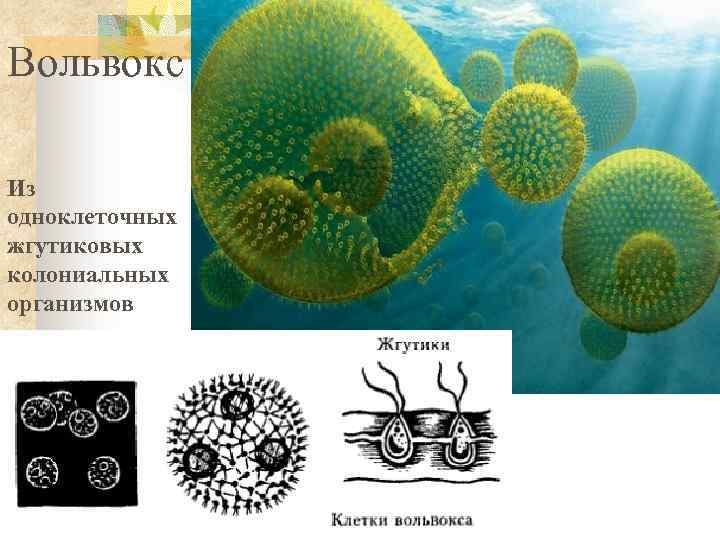 Колониальные организмы презентация 10 класс