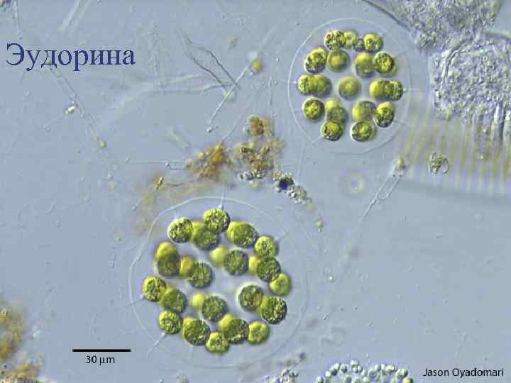 Эудорина 