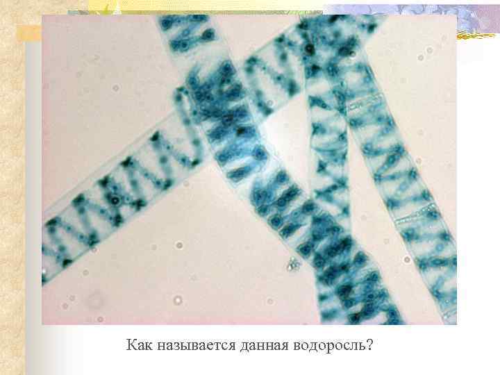 Как называется данная водоросль? 